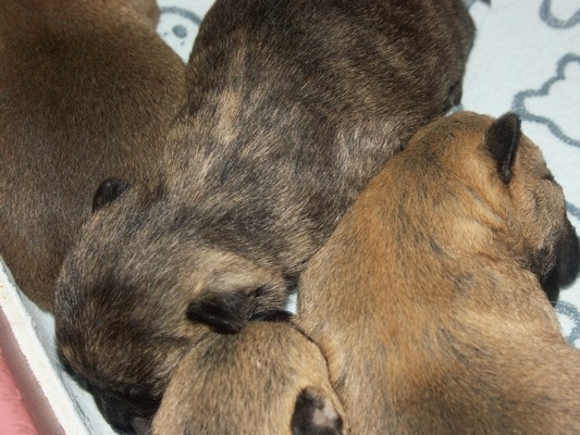 de la montagne des lions - Cairn Terrier - Portée née le 28/08/2012