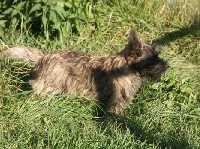 de la montagne des lions - Cairn Terrier - Portée née le 10/05/2011