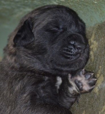 des bébés léos!!!