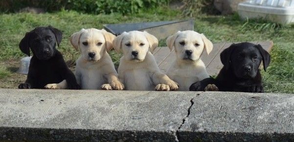de la montagne des lions - Labrador Retriever - Portée née le 09/11/2014