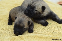 CHIOT
