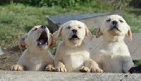 CHIOT
