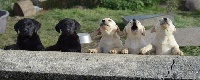 CHIOT