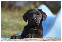CHIOT