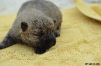 CHIOT