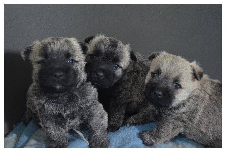 de la montagne des lions - Cairn Terrier - Portée née le 07/01/2015